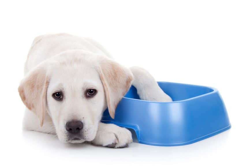 Best Puppy Food Australia (2020 Buyers Guide)