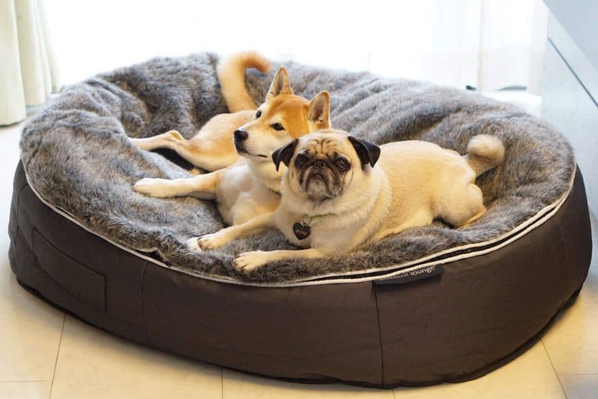 Best Indestructible Dog Bed (2021 Buyers Guide)