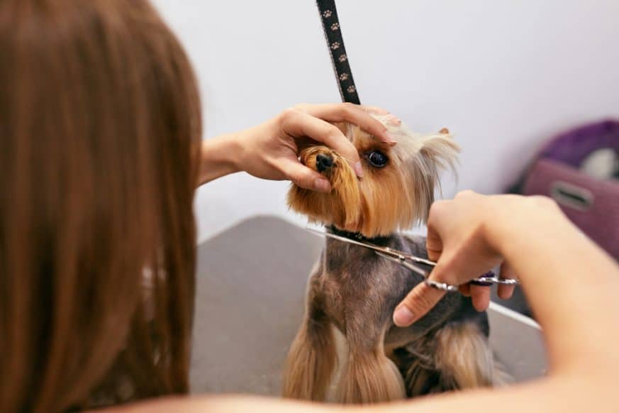 Best Dog Grooming Courses Online (2021 Buyers Guide) Best Dog Grooming Courses Online (2021 Buyers Guide)