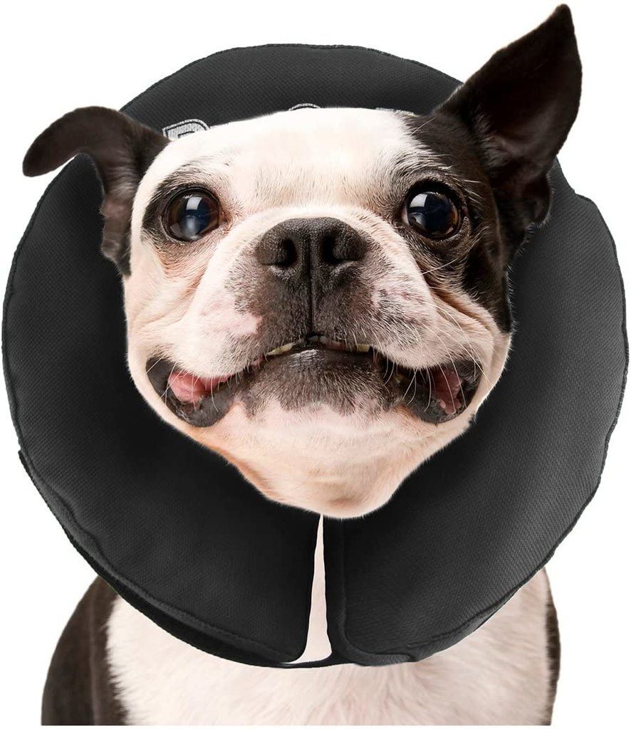 Best Dog Cone (2021 Buyers Guide)