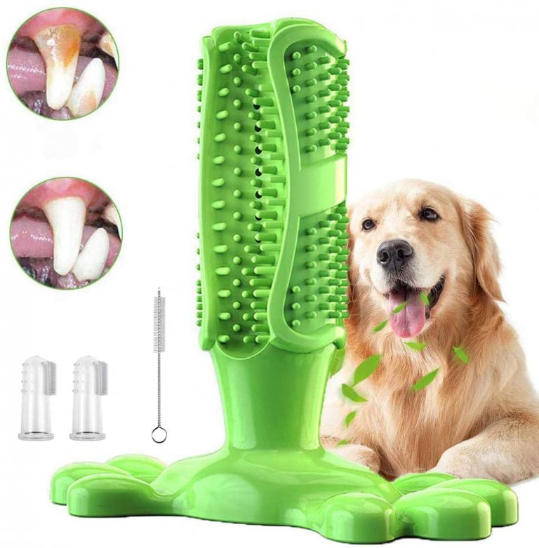 Best Dog Toothbrush (2021 Buyers Guide)