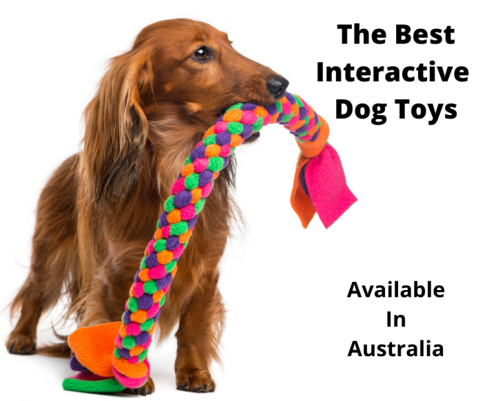 Best Interactive Dog Toys Australia (2021 Buyers Guide)