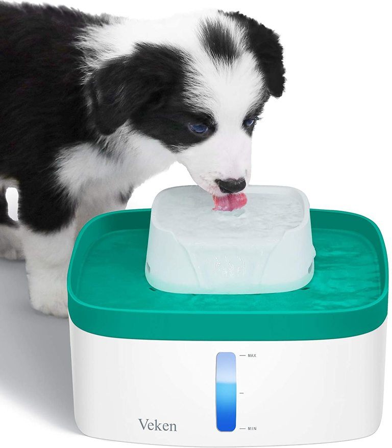 Best Dog Water Fountain (2021 Buyers Guide)