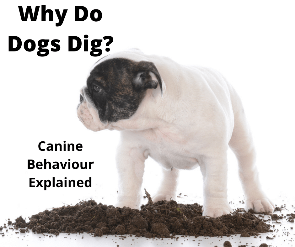 Why Do Dogs Dig Holes? Canine Behaviour Explained